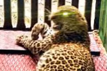 Đến thăm bà, bé 5 tuổi bị báo hoa mai âm thầm theo dõi, vồ mang đi