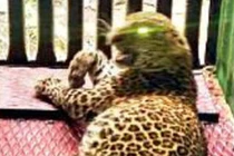 Đến thăm bà, bé 5 tuổi bị báo hoa mai âm thầm theo dõi, vồ mang đi