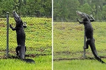 Cá sấu "lên bờ", trèo hàng rào như trong phim kinh dị