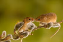 Độc chiêu cưa gái: Chuột "tán gái" bằng cách... hát