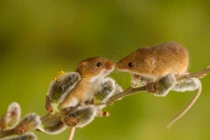 Độc chiêu cưa gái: Chuột "tán gái" bằng cách... hát