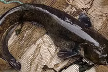 Cá trê khổng lồ ăn sống vịt gây hoang mang