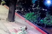 Báo hoa mai tàng hình, nhanh như chớp cắn cổ chó đi lạc