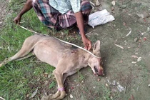 Dân đập chết sói hoang săn gia súc, ngờ đâu sự thật tiếc nuối...
