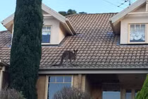 Những điều độc lạ nhất chỉ có ở xứ sở kangaroo