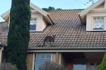 Những điều độc lạ nhất chỉ có ở xứ sở kangaroo