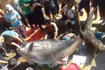 Bắt được cá ngừ vây vàng khổng lồ nhất ở Trường Sa