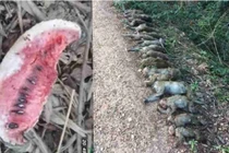 Kinh hoàng 19 con khỉ bị hạ độc bằng dưa hấu 