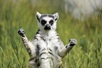 Giải mã điều độc lạ không ngờ về thế giới động vật