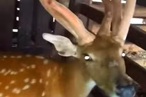 Hươu đực mọc 3 cành nhung "khủng" tại 3 đế trên đầu