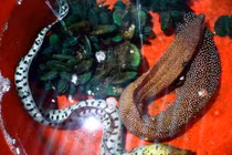 Trăn 2 đầu, cá quái vật... kỳ dị vô cùng trên đất Việt