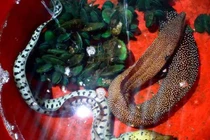 Trăn 2 đầu, cá quái vật... kỳ dị vô cùng trên đất Việt