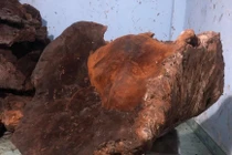 Choáng cây nấm chò "khủng" 70kg trong rừng Quảng Nam