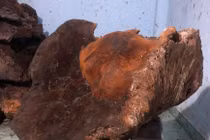 Choáng cây nấm chò "khủng" 70kg trong rừng Quảng Nam