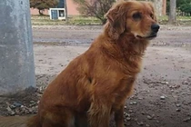 Chú chó trung thành, đợi chủ hơn 365 ngày ngoài đồn cảnh sát