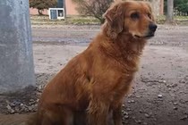 Chú chó trung thành, đợi chủ hơn 365 ngày ngoài đồn cảnh sát