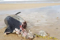 Kinh dị cá heo bị cắn mất nửa người, lộ sát thủ khổng lồ...