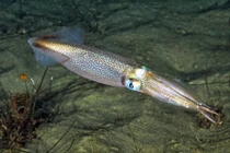 Giải mã chiêu tránh "sàm sỡ" của loài mực cái cao tay