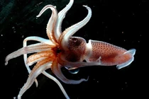 Mực “mắt lác” và top “siêu” mực lạ độc nhất biển sâu