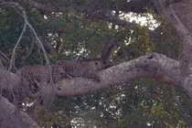 Mặc bạn tình quyến rũ, báo hoa mai vẫn mải... ôm cây