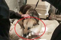Chụp X-quang chú chó bị bỏ rơi, rùng mình nhìn điều đau xót trong bụng