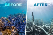 Sự thực bàng hoàng về thiên nhiên theo "trend" thử thách 10 năm 