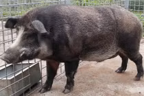 Khoa học thuần hóa lợn rừng thành lợn nhà thế nào?