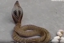 Rắn hổ mang đẻ liên tằng cước, ai xem cũng "há hốc" miệng
