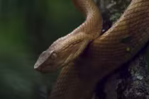 Khám phá hang ổ những loài chứa độc làm “tan chảy da thịt”