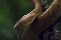 Khám phá hang ổ những loài chứa độc làm “tan chảy da thịt”