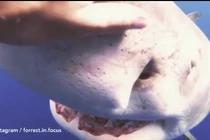 Cá mập trắng khổng lồ lao tới thợ lặn và diễn biến cực bất ngờ