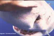 Cá mập trắng khổng lồ lao tới thợ lặn và diễn biến cực bất ngờ