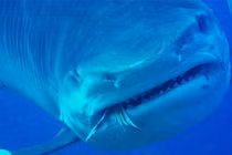 Từ bãi nôn của cá mập, khoa học phát hiện điều không tin nổi