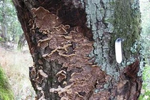 Kinh hãi loài nấm có khả năng huỷ diệt nhiều cánh rừng 