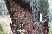 Kinh hãi loài nấm có khả năng huỷ diệt nhiều cánh rừng 