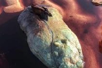 Dạo biển gặp thứ ngỡ báu vật, không ngờ là sinh vật rợn người...