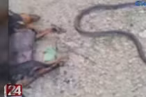 Chó kịch chiến rắn hổ mang bảo vệ chủ và kết tang thương