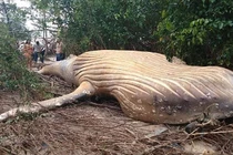 Bí ẩn xác cá voi khổng lồ nằm trong... rừng