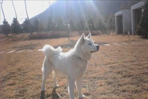 Tiết lộ cực choáng về giống chó duy nhất ở Triều Tiên