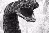 Li kỳ rắn hổ mây "cả bầy chục kg" ở đảo lớn nhất VN