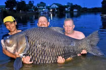 Tóm gọn cá chép khổng lồ, nặng ngang 2 người trưởng thành