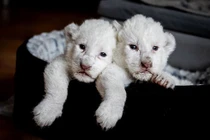 Ngẩn ngơ ngắm sư tử trắng cực quý hiếm vừa chào đời