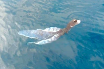 "Chân dung" loài nghi sinh vật lạ ở Phú Qúy gây "rúng động"