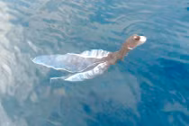 "Chân dung" loài nghi sinh vật lạ ở Phú Qúy gây "rúng động"