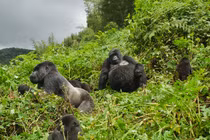 Bất ngờ cách khỉ đột "đưa tang" đồng loại đã qua đời