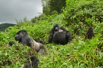 Bất ngờ cách khỉ đột "đưa tang" đồng loại đã qua đời