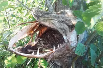 Khi thiên nhiên biết... hù dọa con người