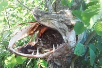 Khi thiên nhiên biết... hù dọa con người