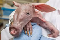Tết Kỷ Hợi, khám phá loài lợn quái dị nhất hành tinh