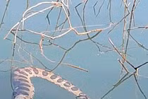 Xơi tái chuột lang khổng lồ, trăn Nam Mỹ chịu cay đắng "nổi lềnh phềnh"...